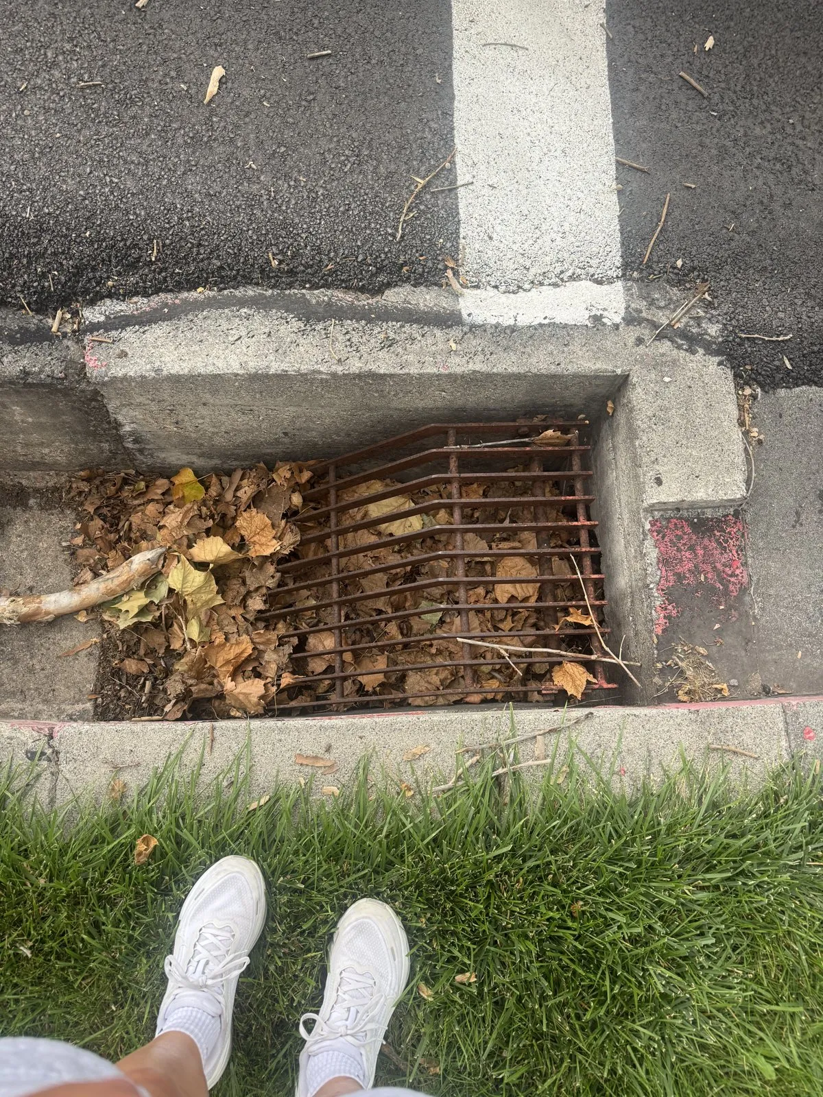 Running shoes next to a storm drain filled with dried leaves.