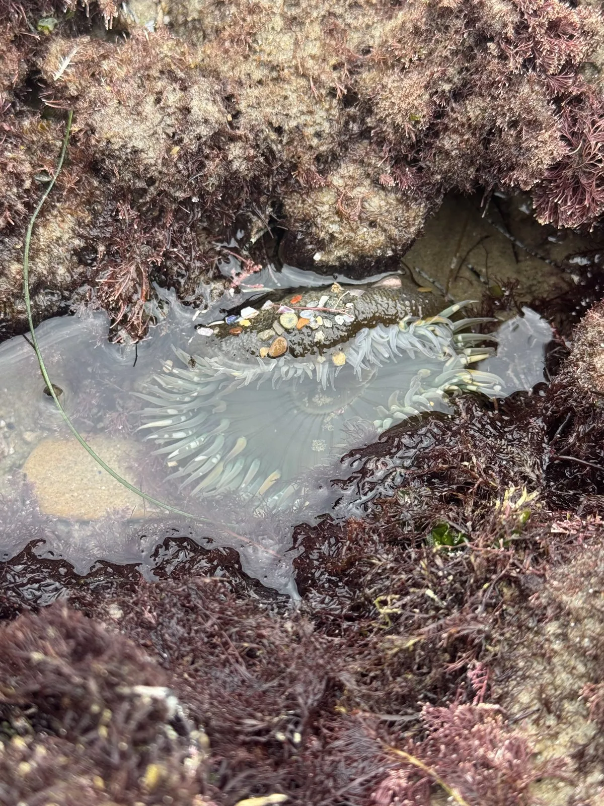 A green sea anemone open underwater in a tide pool.