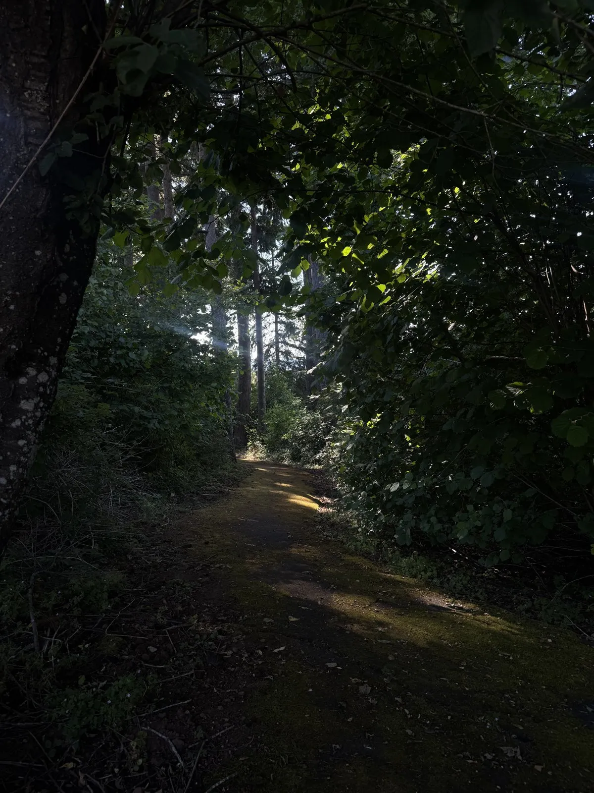 A shaded dirt trail surrounded by tall trees and dense undergrowth.