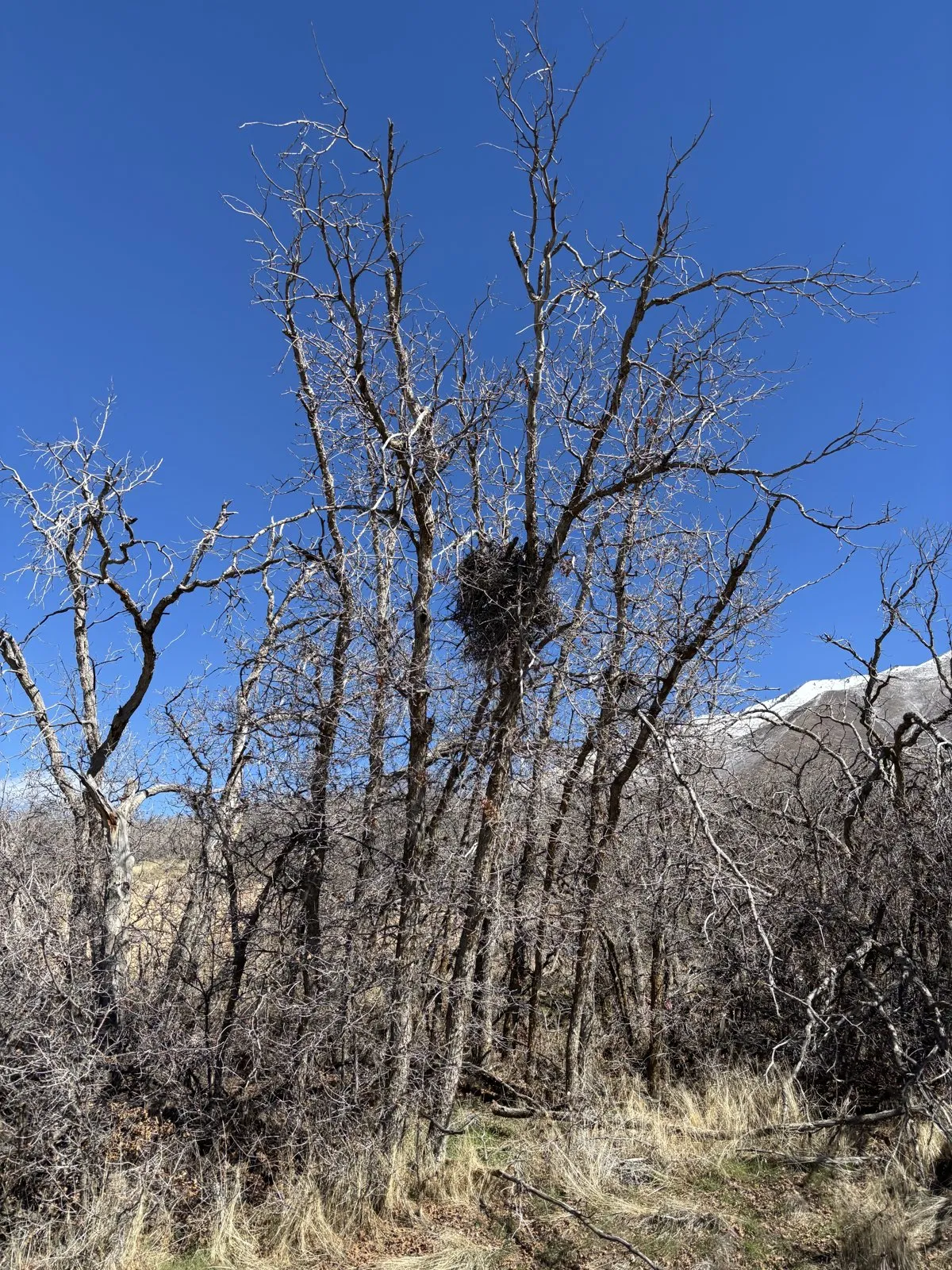 A large bird nest resting in bare tree branches under a clear blue sky.