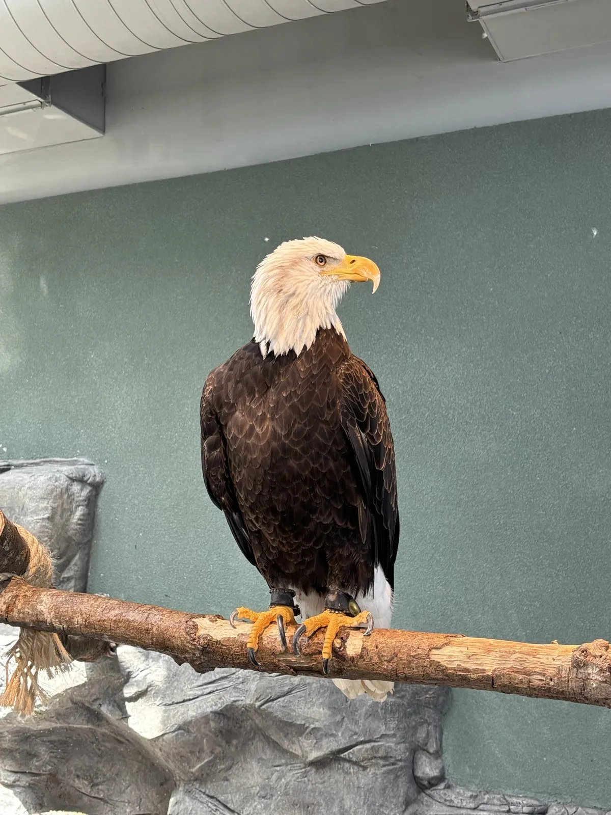 A bald eagle perched on a wooden branch indoors.