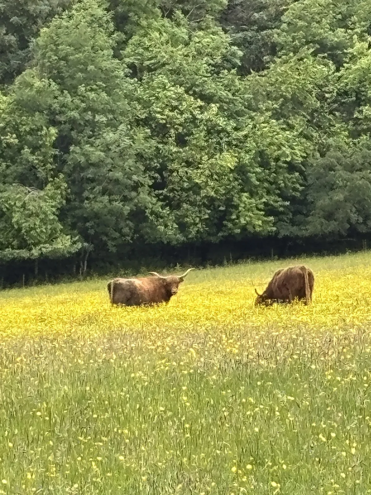 Two highland cattle grazing in a field filled with bright yellow wildflowers.