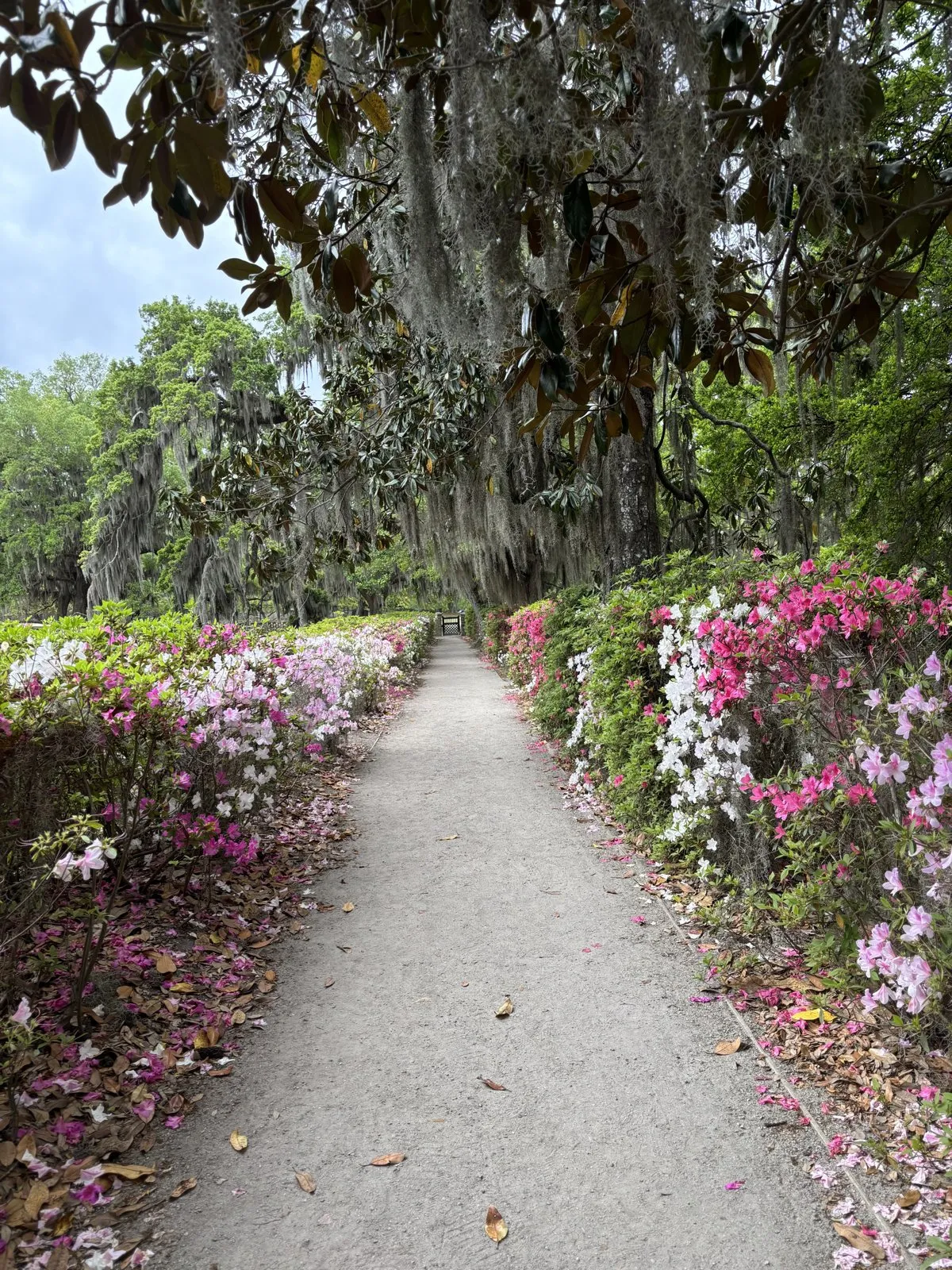 Gravel walkway lined with blooming pink and white flowers and moss-draped trees.